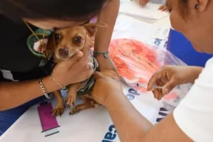 Centro realizará jornada de esterilización y vacunación antirrábica para perros y gatos