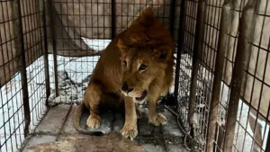 Localizan un león dentro de una vivienda abandonada en Matamoros