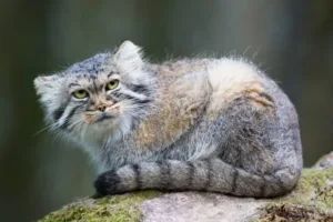 Zoológico de Japón presenta cinco crías de gato de Pallas