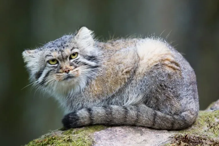 Zoológico de Japón presenta cinco crías de gato de Pallas