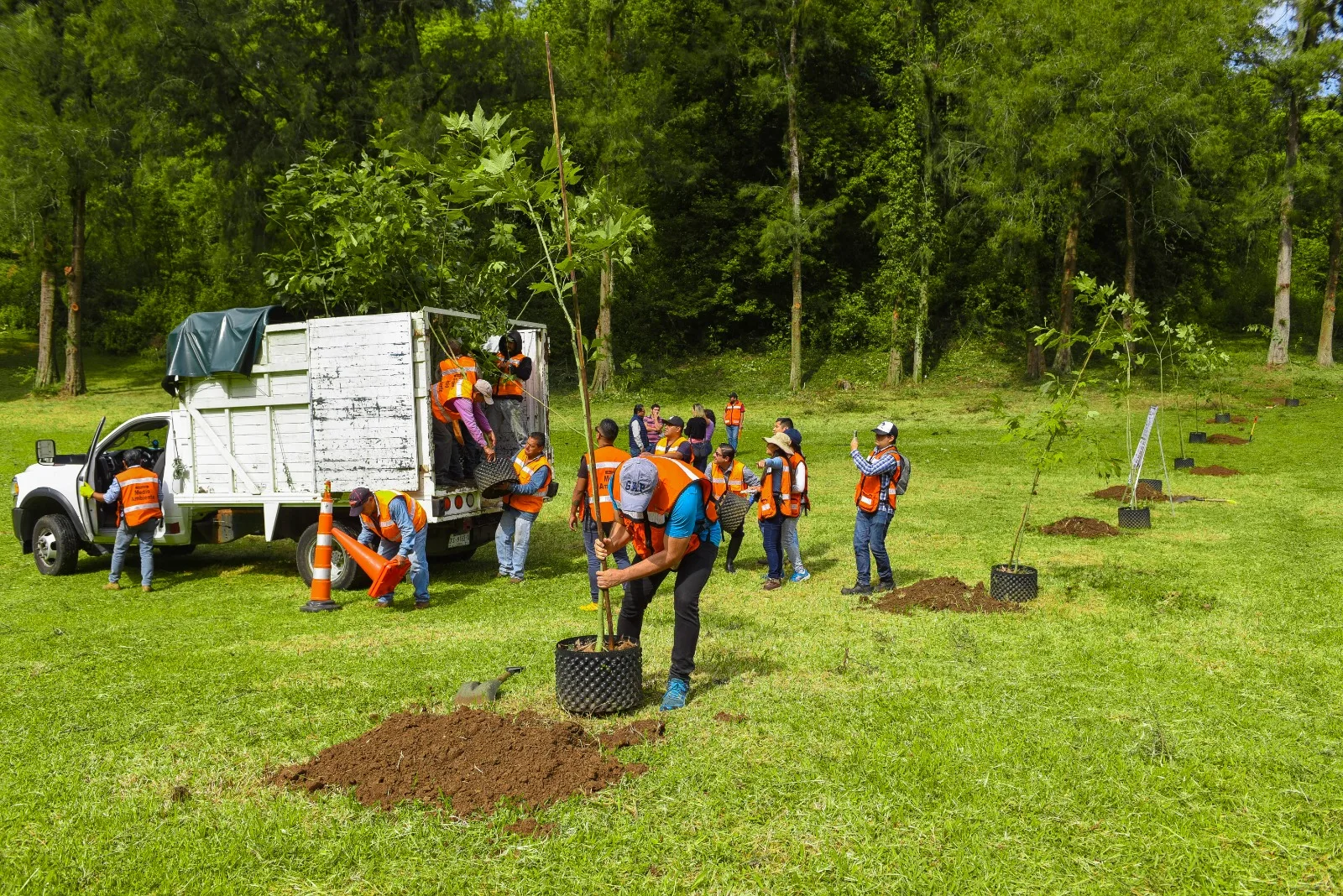 En septiembre abrirá plataforma para registrarse a la Jornada de Reforestación en Tabasco