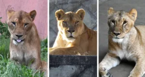 Mueren tres leonas en zoológico de Tokio; investigan posible golpe de calor