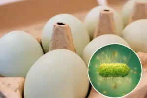 Aseguran más de 300 huevos durante operativo por alerta de salmonela en EU