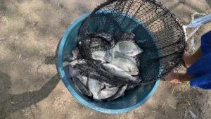 Comerciantes del Pino Suárez enfrentan veda del robalo con producto de otros estados