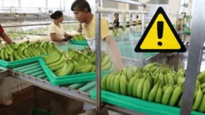 Buscan cárcel por tráfico ilegal de plátano