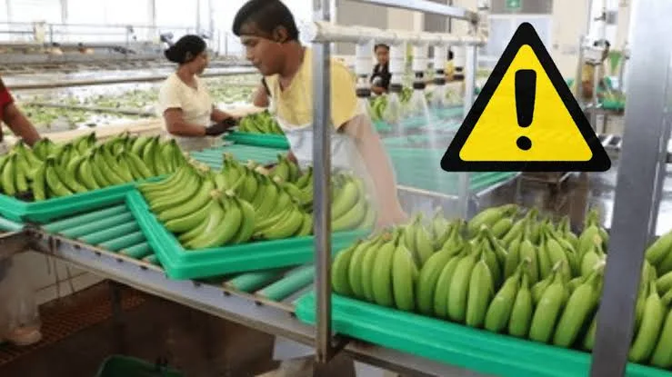 Buscan cárcel por tráfico ilegal de plátano