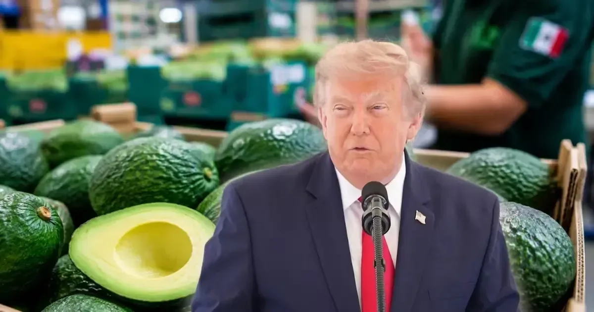 EU suspende temporalmente exportaciones de aguacate de Michoacán por alerta de seguridad
