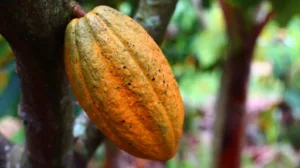Congreso de Tabasco tipifica el robo de cacao; penas alcanzarán hasta 20 años de prisión