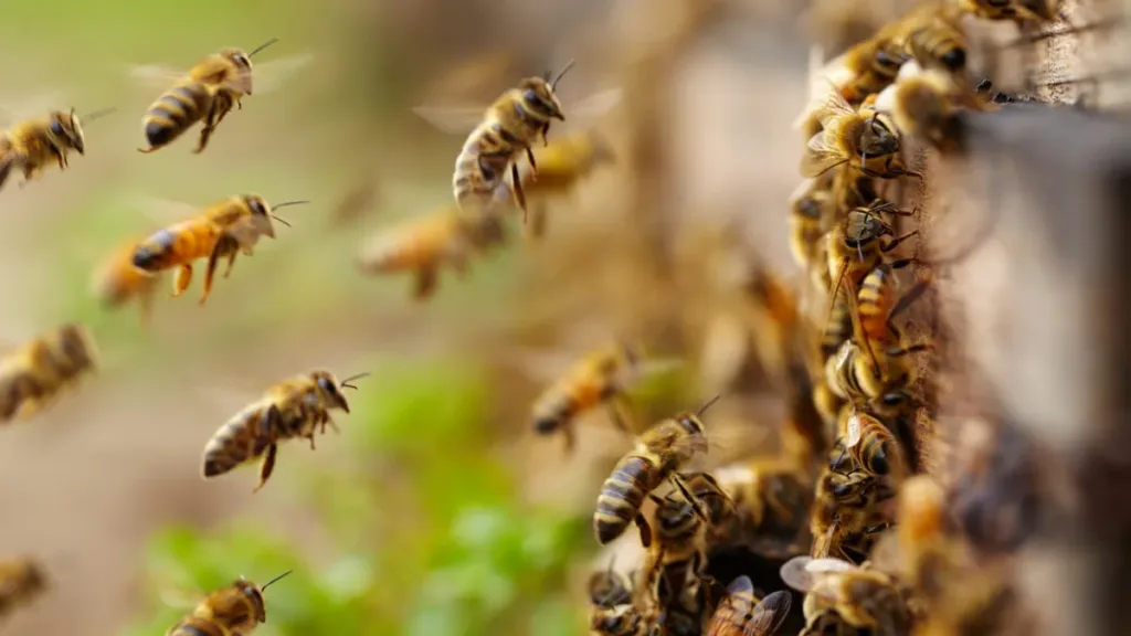Ataque de abejas deja lesionados a dos adultos mayores en Hidalgo