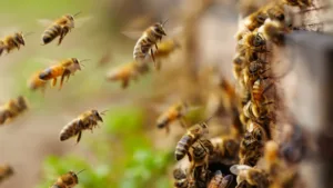 Ataque de abejas deja lesionados a dos adultos mayores en Hidalgo