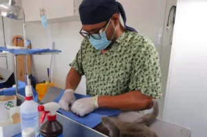 Esterilizan a 40 gatos durante jornada gratuita en el Parque Tomás Garrido Canabal