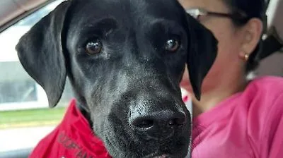 Falta de pruebas frena judicialización de denuncias por maltrato animal en Tabasco