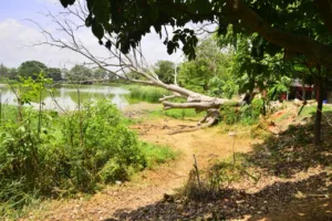 Falta de lluvias provoca sequía en lagunas de Gaviotas, señala Semarnat