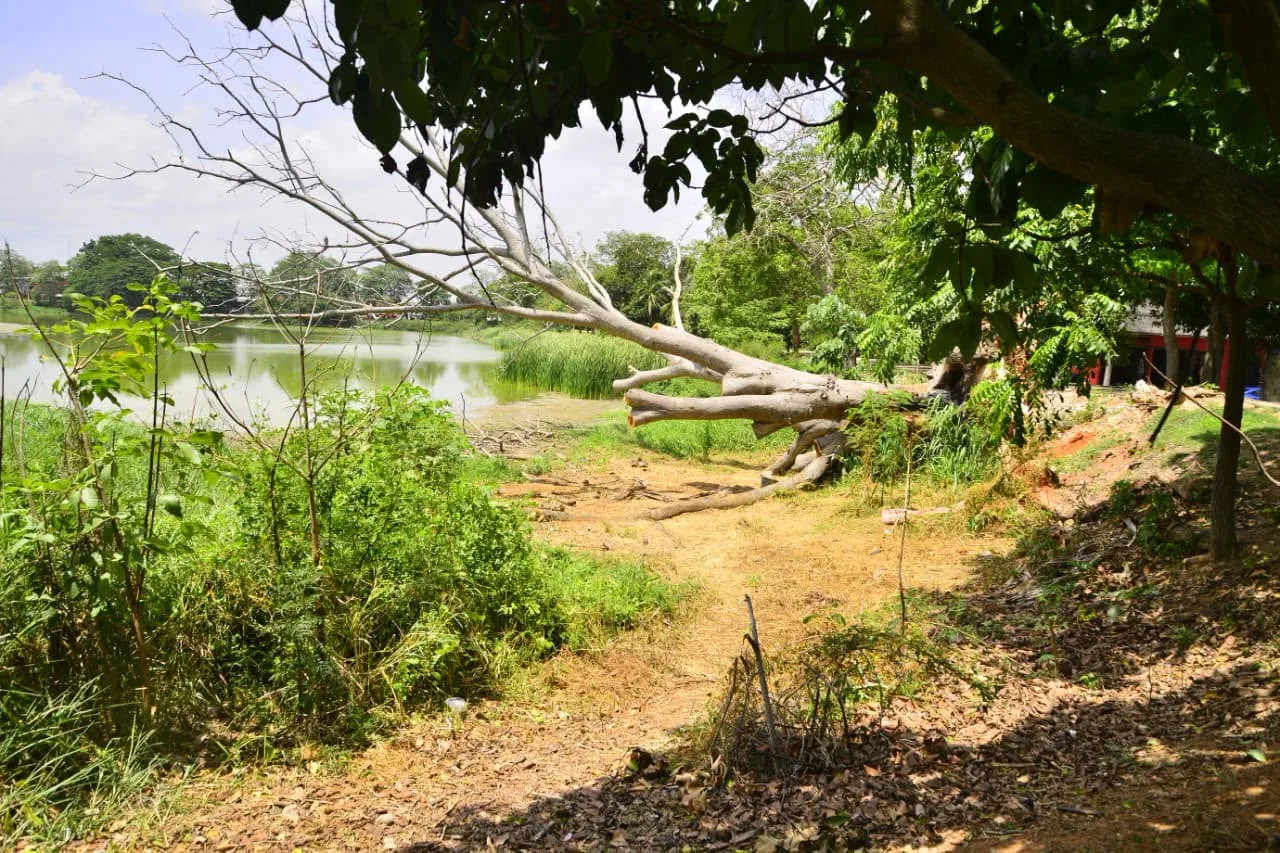 Falta de lluvias provoca sequía en lagunas de Gaviotas, señala Semarnat