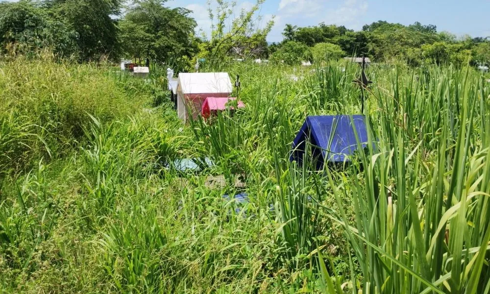 Panteón rural de Tenosique permanece entre el monte y en condiciones de abandono