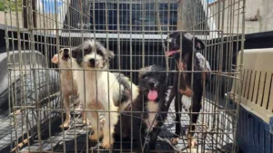 Refuerzan operativo contra la venta ilegal y maltrato de animales en Centro