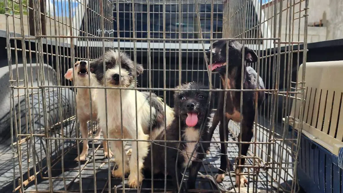 Refuerzan operativo contra la venta ilegal y maltrato de animales en Centro