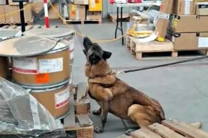 Aseguran 245.5 kilos de metanfetamina y 18 paquetes de hoja de coca en el AICM