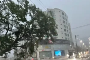 Otro árbol colapsa en Pagés Llergo tras las lluvias en Villahermosa