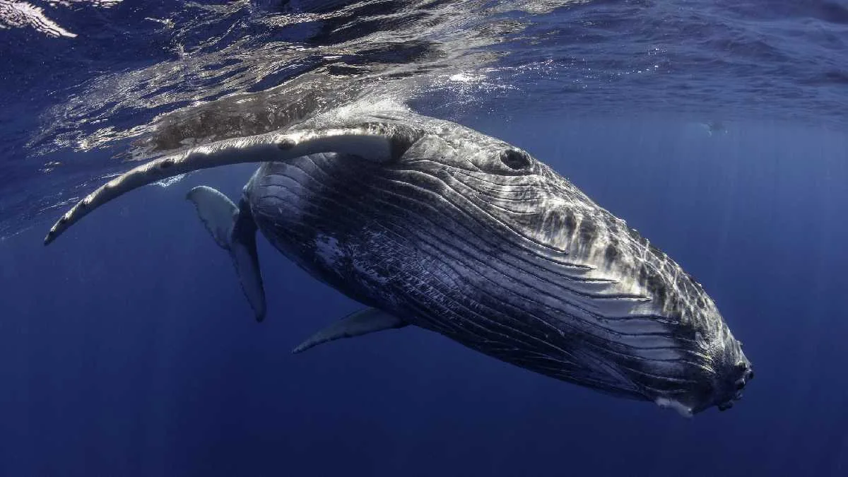 Ballenas jorobadas se recuperan en Brasil y superan los 30 mil ejemplares