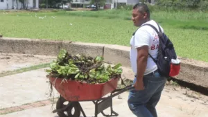 Lechuga de agua evidencia contaminación en lagunas y vasos reguladores de Tabasco