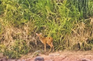 Avistan venado en el malecón de Villahermosa; autoridades piden no capturarlo