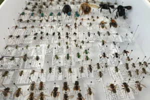 Tabasco destaca por su diversidad de abejas y su importancia para los ecosistemas
