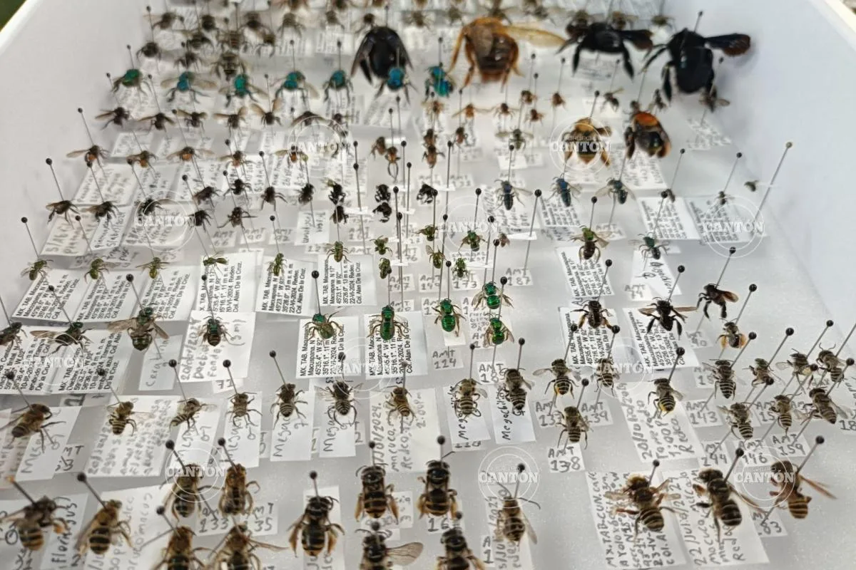 Tabasco destaca por su diversidad de abejas y su importancia para los ecosistemas