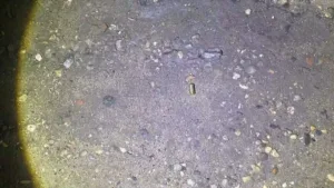Hombre es asesinado a balazos dentro de su domicilio en Centro