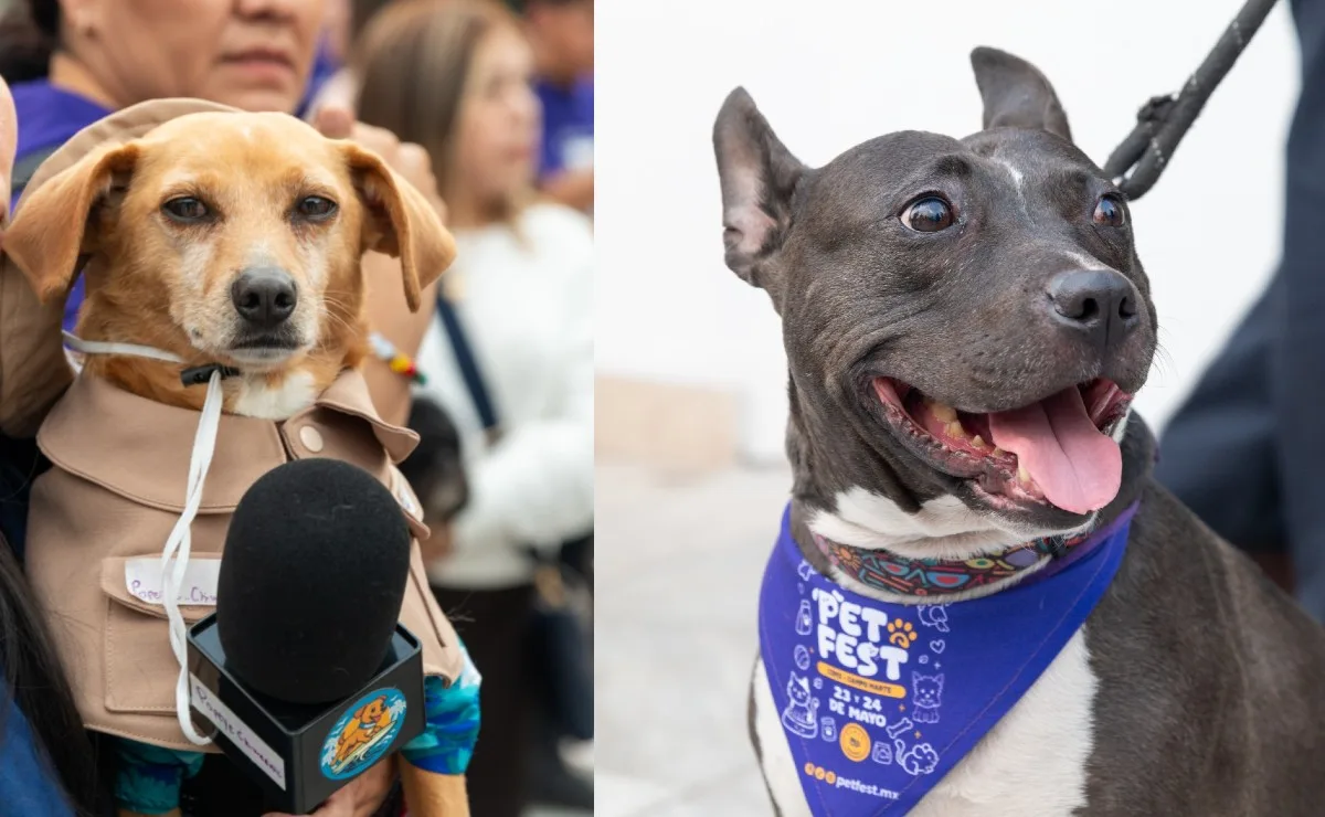 Organizaciones protectoras participarán en el Pet Fest de Villahermosa