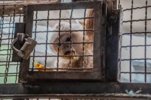 Profepa refuerza acciones contra el tráfico ilegal de primates