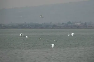 ONU alerta por deterioro de los lagos ante contaminación y cambio climático