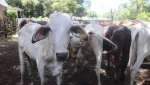 Reconocen la calidad de productores ganaderos durante feria en Nacajuca
