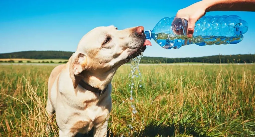 El calor también pone en riesgo a las mascotas; recomiendan extremar cuidados