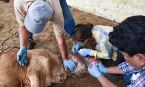 Tabasco suma mil 386 casos de gusano barrenador del ganado en 2026