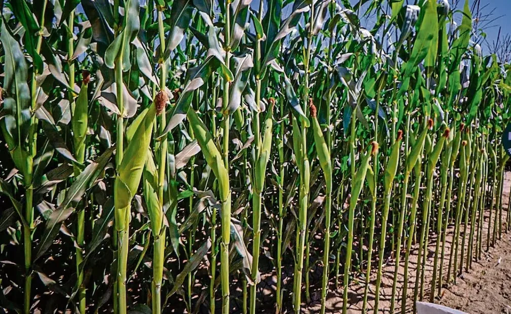 Sector agrícola tendría aumento de recursos para 2027