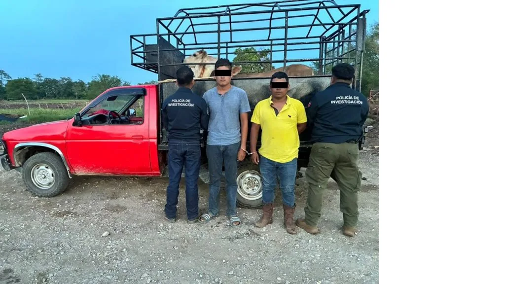 Detienen en Nacajuca a dos hombres con reses sin documentación