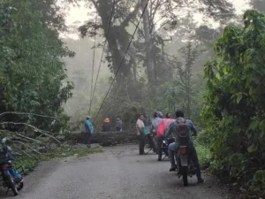 Árbol derribado deja sin luz y comunicación a habitantes de Tacotalpa