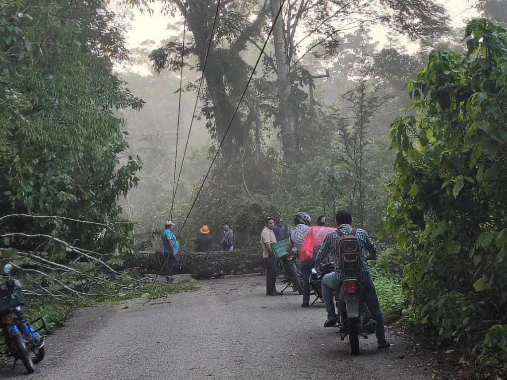 Árbol derribado deja sin luz y comunicación a habitantes de Tacotalpa