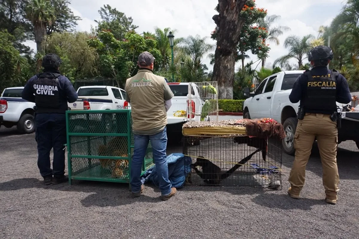 Detienen a un hombre y aseguran tigre de Bengala y mono araña en Michoacán