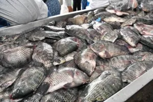 Disminuye presencia de especies nativas en mercados de Tabasco por pesca furtiva y contaminación