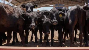 Productores de Sonora aplazan al 8 de septiembre reinicio de exportación de ganado a EE.UU.