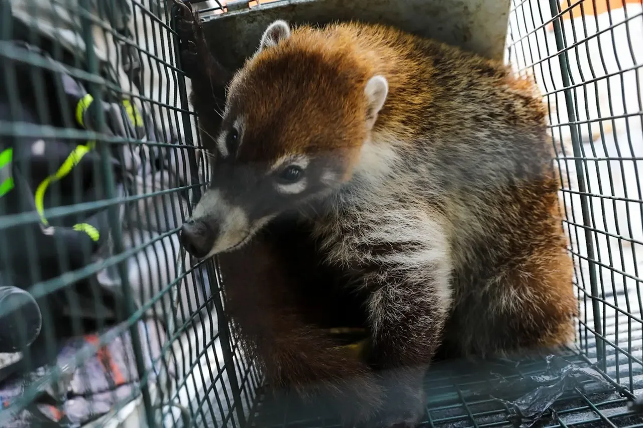 Protección Civil pide no capturar fauna silvestre y reportar avistamientos al 911